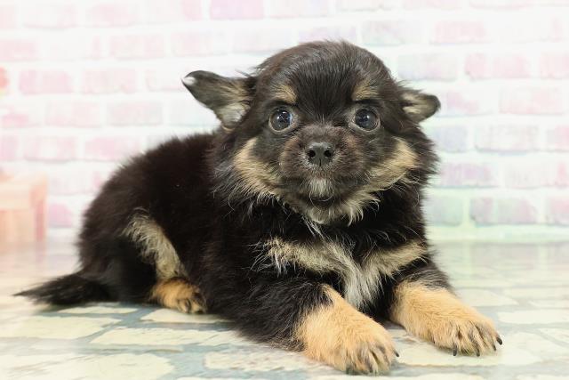 北海道のチワワ(ロング) (Coo&RIKU釧路店/2025年12月26日生まれ/男の子/ブラックタンホワイト)の子犬の3枚目の画像