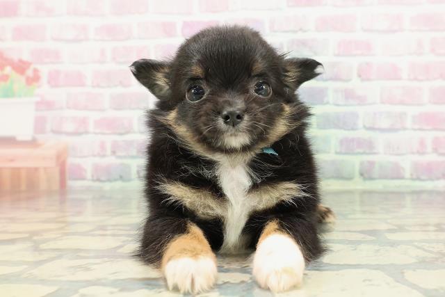 岩手県のチワワ(ロング) (Coo&RIKU一関店/2025年12月26日生まれ/男の子/ブラックタンホワイト)の子犬の1枚目の画像