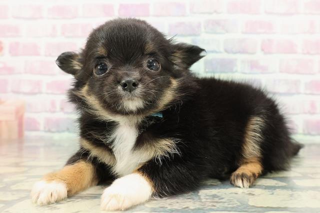 岩手県のチワワ(ロング) (Coo&RIKU一関店/2025年12月26日生まれ/男の子/ブラックタンホワイト)の子犬の2枚目の画像