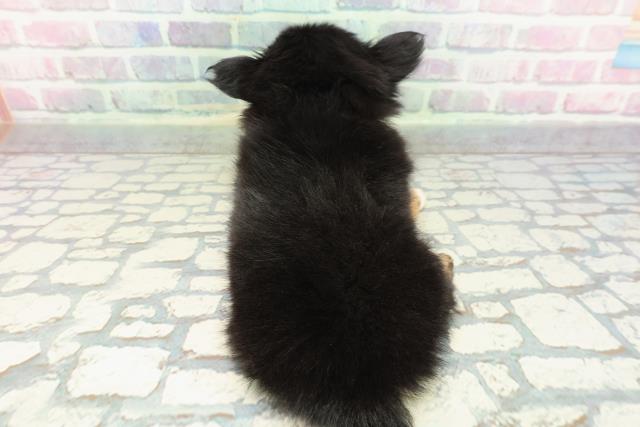 岩手県のチワワ(ロング) (Coo&RIKU一関店/2025年12月26日生まれ/男の子/ブラックタンホワイト)の子犬の4枚目の画像