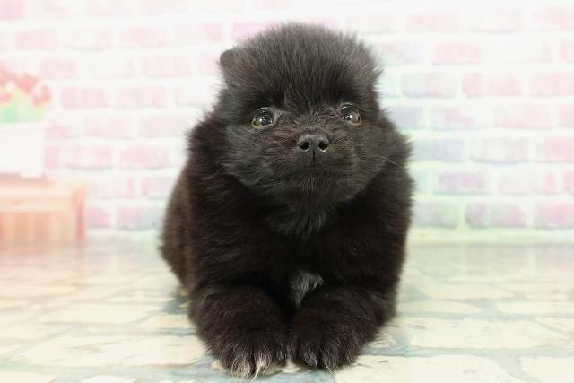 北海道のポメラニアン (Coo&RIKU札幌西店/2025年12月27日生まれ/男の子/ブラック)の子犬の1枚目の画像