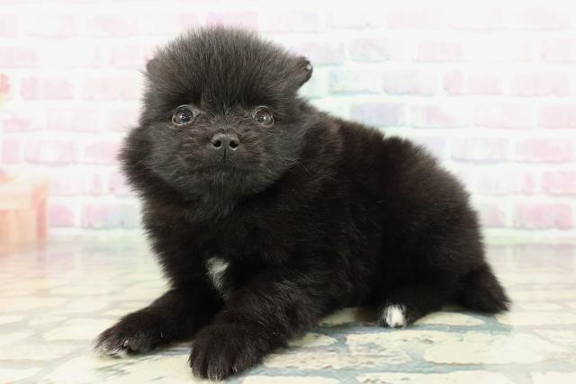 北海道のポメラニアン (Coo&RIKU札幌西店/2025年12月27日生まれ/男の子/ブラック)の子犬の2枚目の画像
