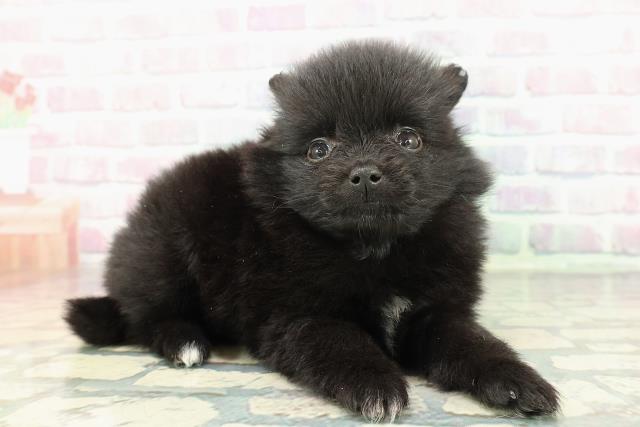 北海道のポメラニアン (Coo&RIKU札幌西店/2025年12月27日生まれ/男の子/ブラック)の子犬の3枚目の画像