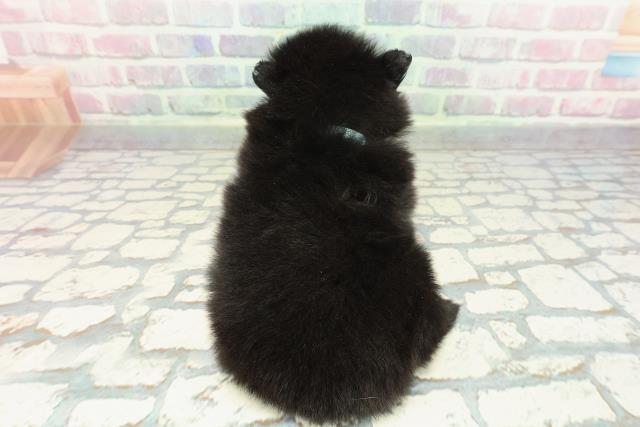 北海道のポメラニアン (Coo&RIKU札幌西店/2025年12月27日生まれ/男の子/ブラック)の子犬の4枚目の画像
