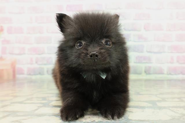 沖縄県のポメラニアン (Coo&RIKU沖縄浦添店/2025年12月27日生まれ/男の子/ブラック)の子犬の1枚目の画像