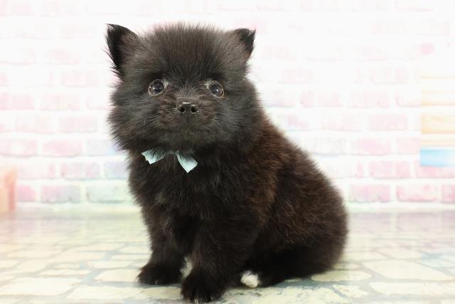 沖縄県のポメラニアン (Coo&RIKU沖縄浦添店/2025年12月27日生まれ/男の子/ブラック)の子犬の2枚目の画像