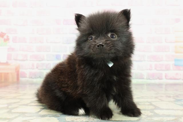 沖縄県のポメラニアン (Coo&RIKU沖縄浦添店/2025年12月27日生まれ/男の子/ブラック)の子犬の3枚目の画像