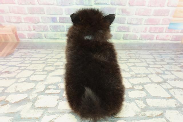 沖縄県のポメラニアン (Coo&RIKU沖縄浦添店/2025年12月27日生まれ/男の子/ブラック)の子犬の4枚目の画像