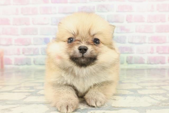 秋田県のポメラニアン (Coo&RIKU秋田店/2025年12月27日生まれ/女の子/オレンジ)の子犬の1枚目の画像