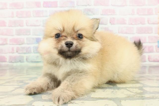 秋田県のポメラニアン (Coo&RIKU秋田店/2025年12月27日生まれ/女の子/オレンジ)の子犬の2枚目の画像