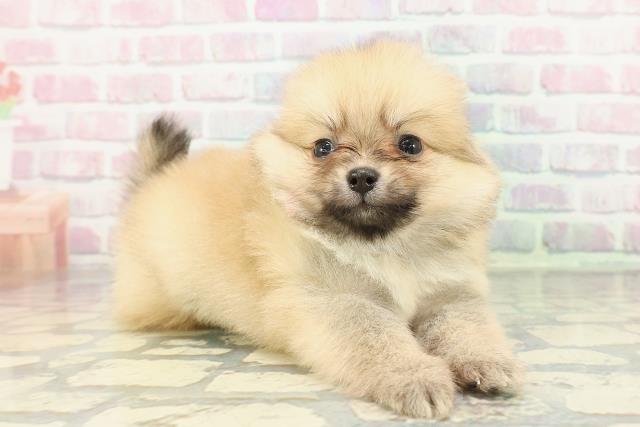 秋田県のポメラニアン (Coo&RIKU秋田店/2025年12月27日生まれ/女の子/オレンジ)の子犬の3枚目の画像