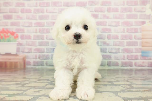 ビション・フリーゼ