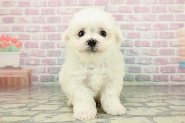 ビション・フリーゼ