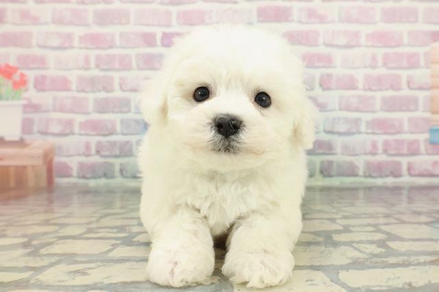 ビション・フリーゼ