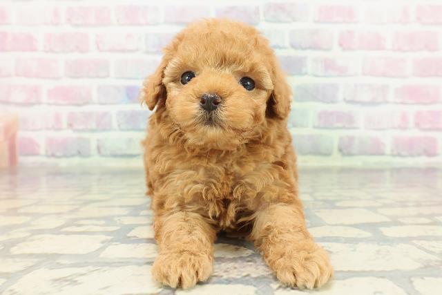 トイ・プードル