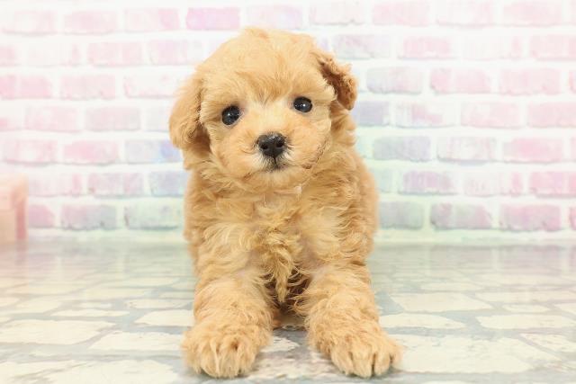 トイ・プードル