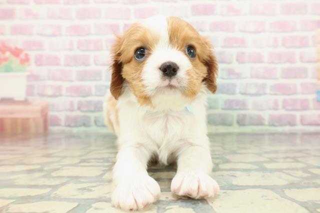 群馬県のキャバリアキングチャールズスパニエル (Coo&RIKU前橋店/2025年12月25日生まれ/男の子/ブレンハイム)の子犬の1枚目の画像