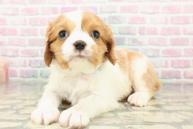 群馬県のキャバリアキングチャールズスパニエル (Coo&RIKU前橋店/2025年12月25日生まれ/男の子/ブレンハイム)の子犬の2枚目の画像
