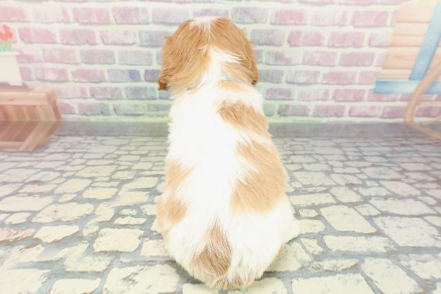 群馬県のキャバリアキングチャールズスパニエル (Coo&RIKU前橋店/2025年12月25日生まれ/男の子/ブレンハイム)の子犬の4枚目の画像