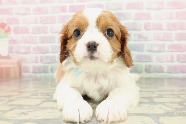 東京都のキャバリアキングチャールズスパニエル (Coo&RIKU江戸川店/2025年12月25日生まれ/男の子/ブレンハイム)の子犬の1枚目の画像