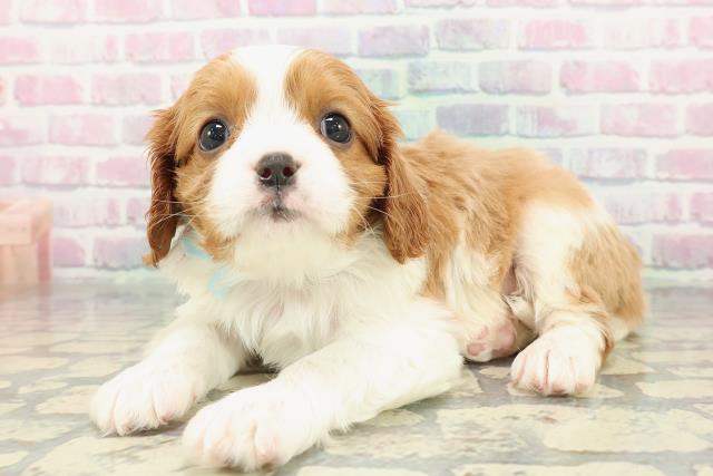 東京都のキャバリアキングチャールズスパニエル (Coo&RIKU江戸川店/2025年12月25日生まれ/男の子/ブレンハイム)の子犬の2枚目の画像