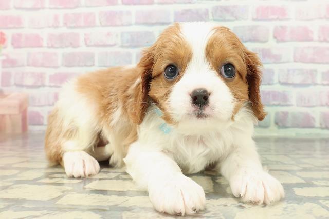 東京都のキャバリアキングチャールズスパニエル (Coo&RIKU江戸川店/2025年12月25日生まれ/男の子/ブレンハイム)の子犬の3枚目の画像