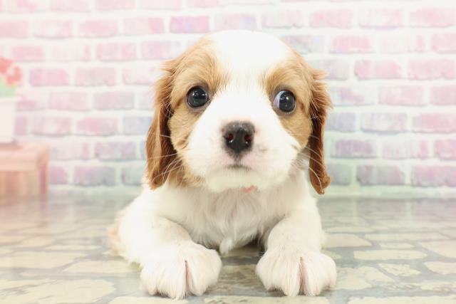 神奈川県のキャバリアキングチャールズスパニエル (Coo&RIKU横浜旭店/2025年12月25日生まれ/女の子/ブレンハイム)の子犬の1枚目の画像