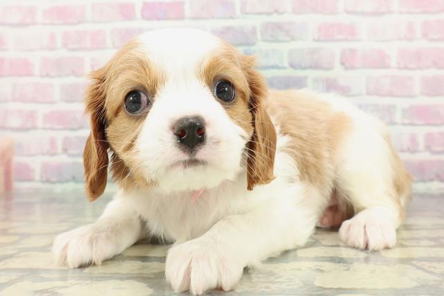 神奈川県のキャバリアキングチャールズスパニエル (Coo&RIKU横浜旭店/2025年12月25日生まれ/女の子/ブレンハイム)の子犬の2枚目の画像