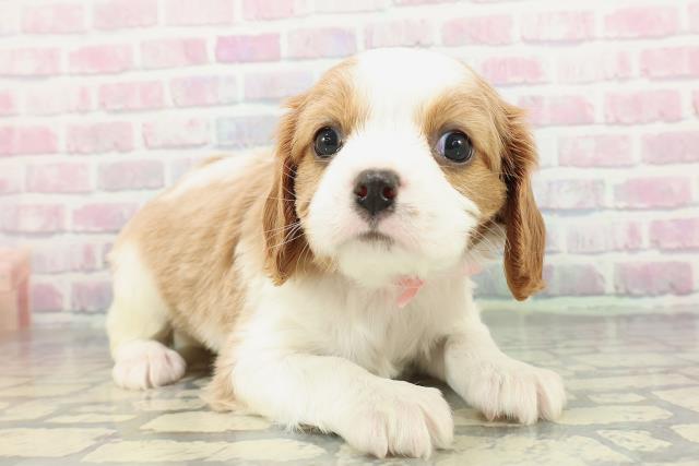 神奈川県のキャバリアキングチャールズスパニエル (Coo&RIKU横浜旭店/2025年12月25日生まれ/女の子/ブレンハイム)の子犬の3枚目の画像