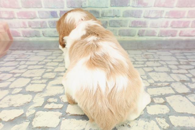 神奈川県のキャバリアキングチャールズスパニエル (Coo&RIKU横浜旭店/2025年12月25日生まれ/女の子/ブレンハイム)の子犬の4枚目の画像