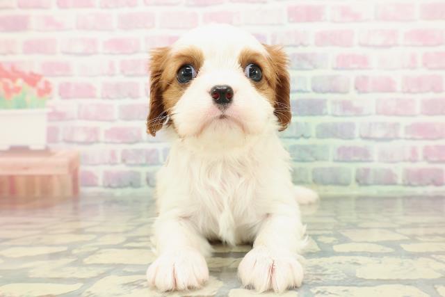 東京都のキャバリアキングチャールズスパニエル (Coo&RIKU足立本店/2025年12月28日生まれ/女の子/ブレンハイム)の子犬の1枚目の画像