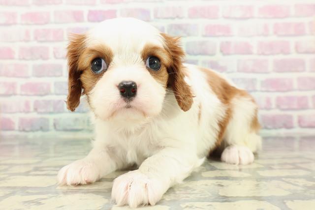 東京都のキャバリアキングチャールズスパニエル (Coo&RIKU足立本店/2025年12月28日生まれ/女の子/ブレンハイム)の子犬の2枚目の画像