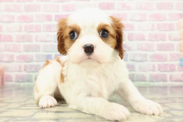 東京都のキャバリアキングチャールズスパニエル (Coo&RIKU足立本店/2025年12月28日生まれ/女の子/ブレンハイム)の子犬の3枚目の画像