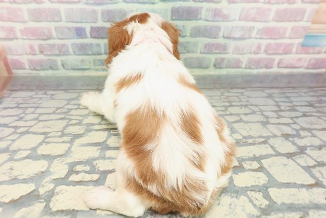 東京都のキャバリアキングチャールズスパニエル (Coo&RIKU足立本店/2025年12月28日生まれ/女の子/ブレンハイム)の子犬の4枚目の画像