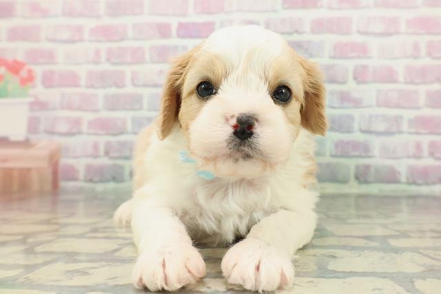 北海道のハーフ犬・ミックス犬 (Coo&RIKU帯広店/2025年12月28日生まれ/男の子/ブレンハイム)の子犬の1枚目の画像