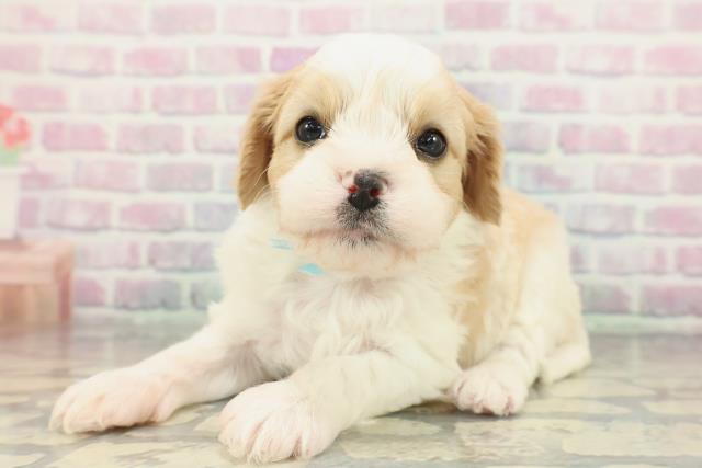 北海道のハーフ犬・ミックス犬 (Coo&RIKU帯広店/2025年12月28日生まれ/男の子/ブレンハイム)の子犬の2枚目の画像