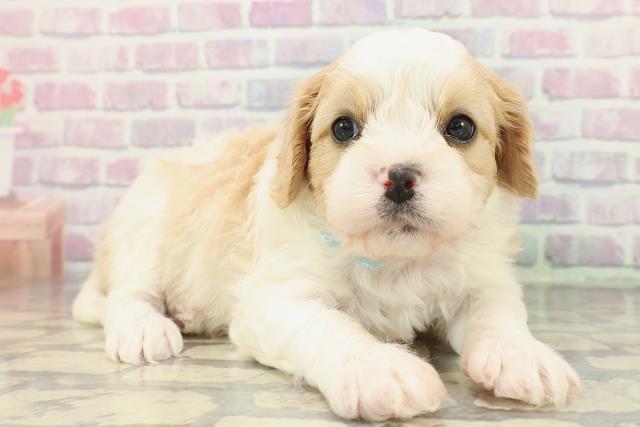 北海道のハーフ犬・ミックス犬 (Coo&RIKU帯広店/2025年12月28日生まれ/男の子/ブレンハイム)の子犬の3枚目の画像