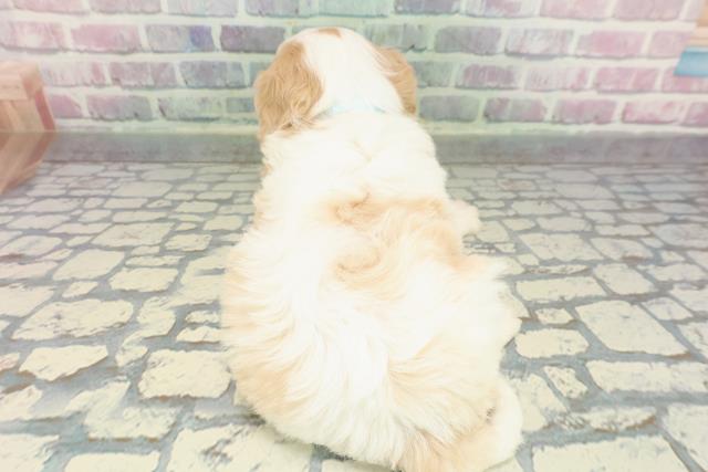 北海道のハーフ犬・ミックス犬 (Coo&RIKU帯広店/2025年12月28日生まれ/男の子/ブレンハイム)の子犬の4枚目の画像