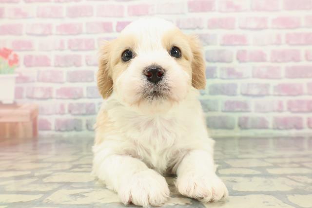 青森県のハーフ犬・ミックス犬 (Coo&RIKU八戸店/2025年12月28日生まれ/男の子/ブレンハイム)の子犬の1枚目の画像