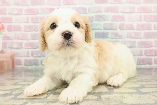 青森県のハーフ犬・ミックス犬 (Coo&RIKU八戸店/2025年12月28日生まれ/男の子/ブレンハイム)の子犬の2枚目の画像