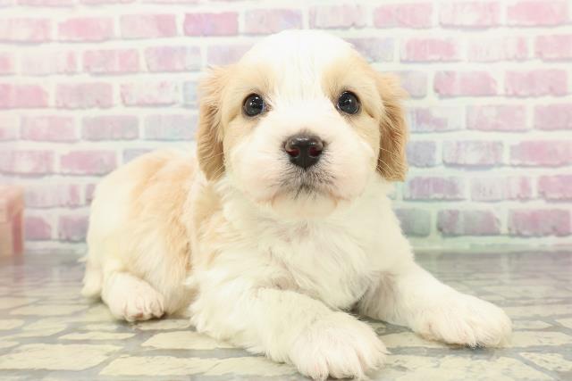 青森県のハーフ犬・ミックス犬 (Coo&RIKU八戸店/2025年12月28日生まれ/男の子/ブレンハイム)の子犬の3枚目の画像