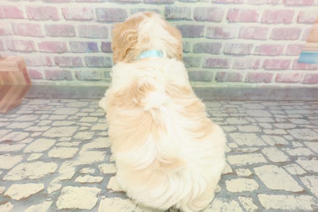 青森県のハーフ犬・ミックス犬 (Coo&RIKU八戸店/2025年12月28日生まれ/男の子/ブレンハイム)の子犬の4枚目の画像