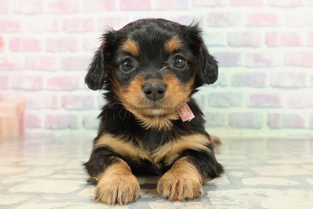 北海道のチワックス(チワワ×ダックス) (Coo&RIKU釧路店/2025年12月25日生まれ/女の子/ブラックタン)の子犬の1枚目の画像