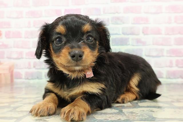 北海道のチワックス(チワワ×ダックス) (Coo&RIKU釧路店/2025年12月25日生まれ/女の子/ブラックタン)の子犬の2枚目の画像