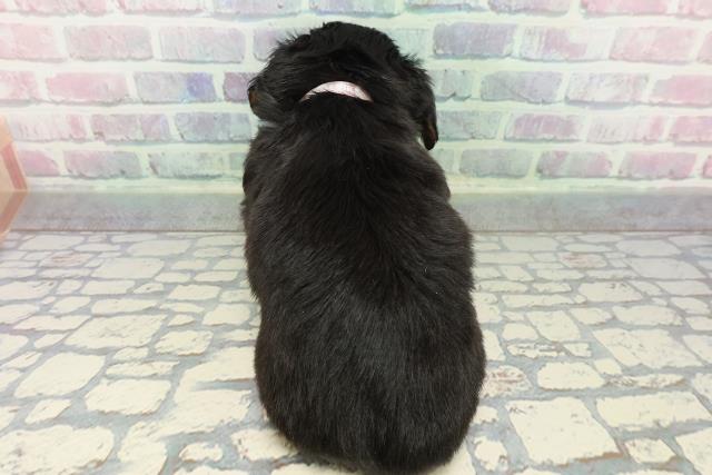 北海道のチワックス(チワワ×ダックス) (Coo&RIKU釧路店/2025年12月25日生まれ/女の子/ブラックタン)の子犬の4枚目の画像