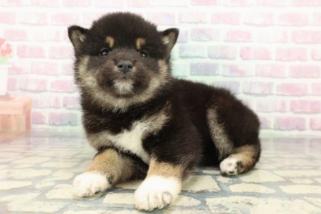 北海道の柴犬(標準サイズ) (Coo&RIKU岩見沢店/2025年12月27日生まれ/男の子/黒)の子犬の2枚目の画像