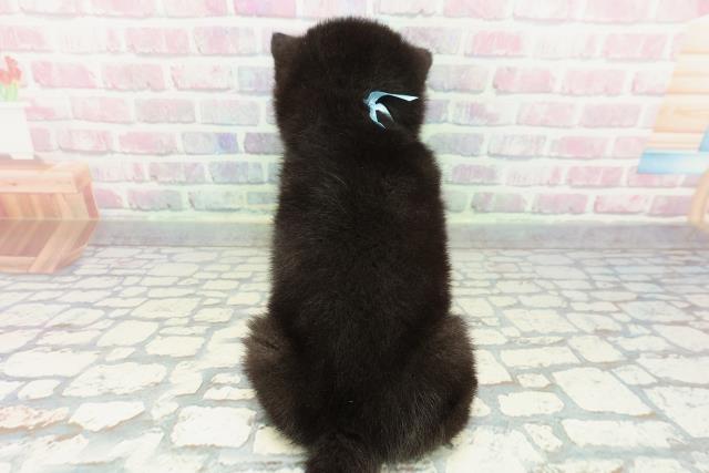 北海道の柴犬(標準サイズ) (Coo&RIKU岩見沢店/2025年12月27日生まれ/男の子/黒)の子犬の4枚目の画像