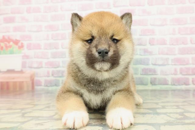 福島県の柴犬(標準サイズ) (Coo&RIKU郡山店/2025年12月27日生まれ/男の子/赤)の子犬の1枚目の画像