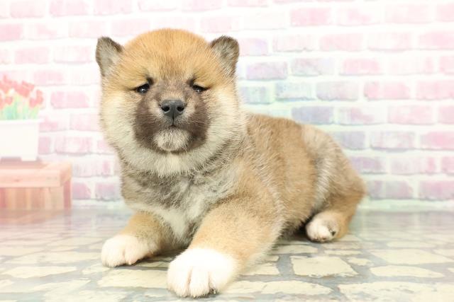 福島県の柴犬(標準サイズ) (Coo&RIKU郡山店/2025年12月27日生まれ/男の子/赤)の子犬の2枚目の画像