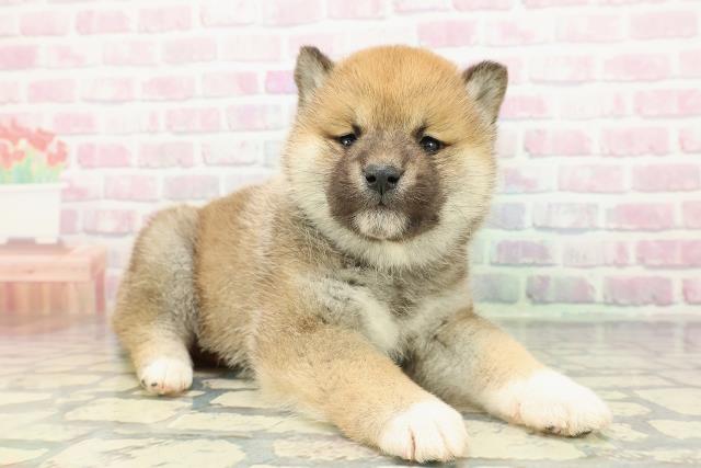 福島県の柴犬(標準サイズ) (Coo&RIKU郡山店/2025年12月27日生まれ/男の子/赤)の子犬の3枚目の画像